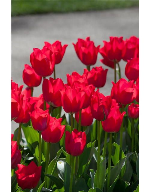 Tulipa hybride Prominence