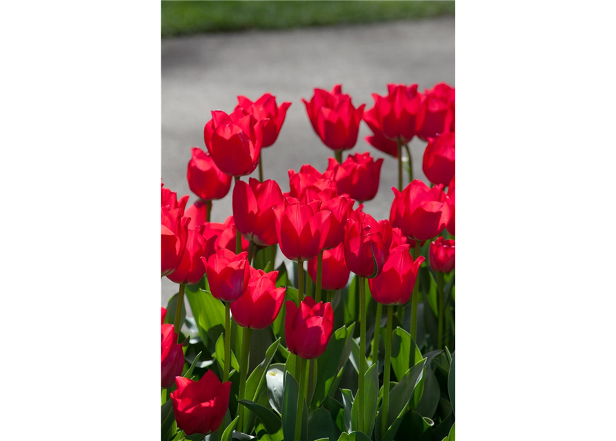 Tulipa hybride Prominence