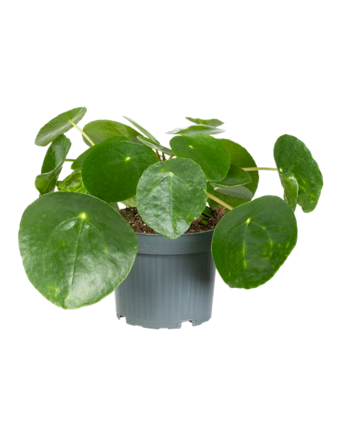 Pilea peperomioides