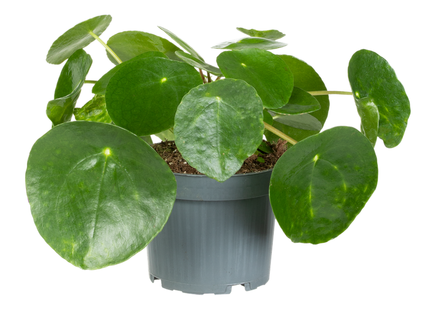 Pilea peperomioides