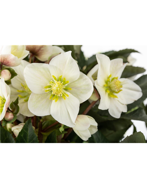 Helleborus niger Shooting Star