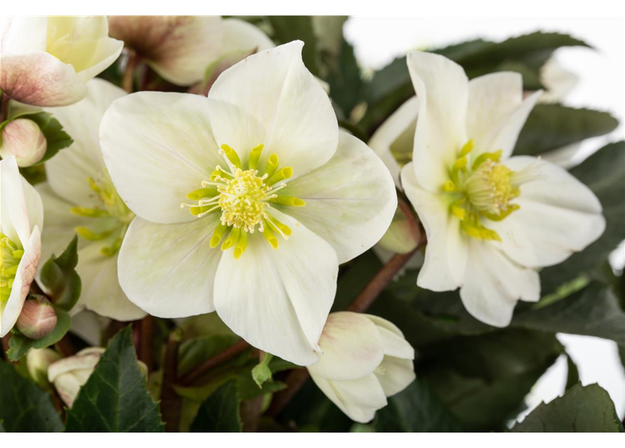 Helleborus niger Shooting Star