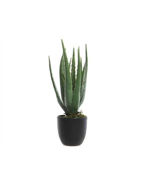 Aloe Vera im Topf 25 x 35cm