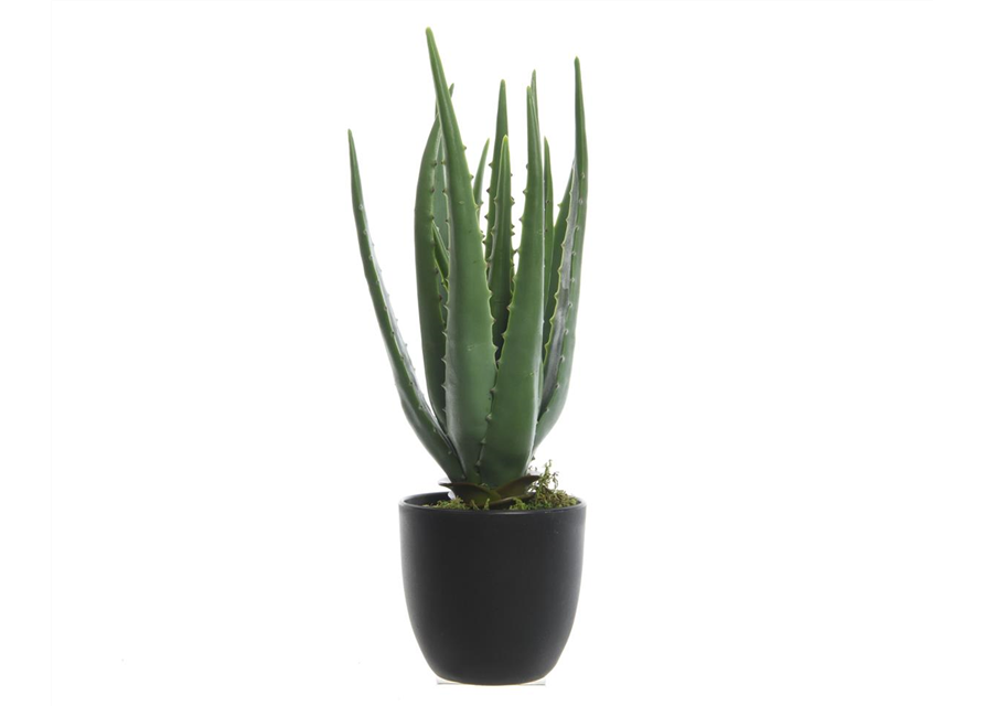 Aloe Vera im Topf 25 x 35cm