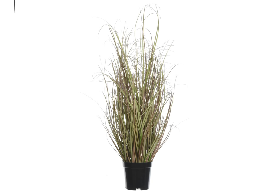 Gras im Topf H 63cm