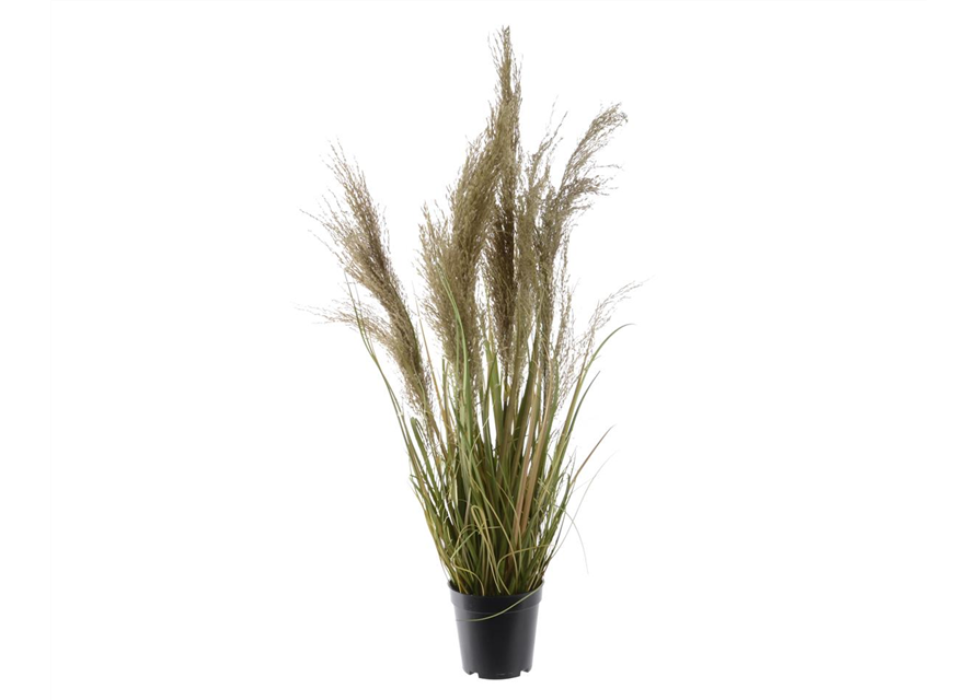 Gras im Topf H 115cm