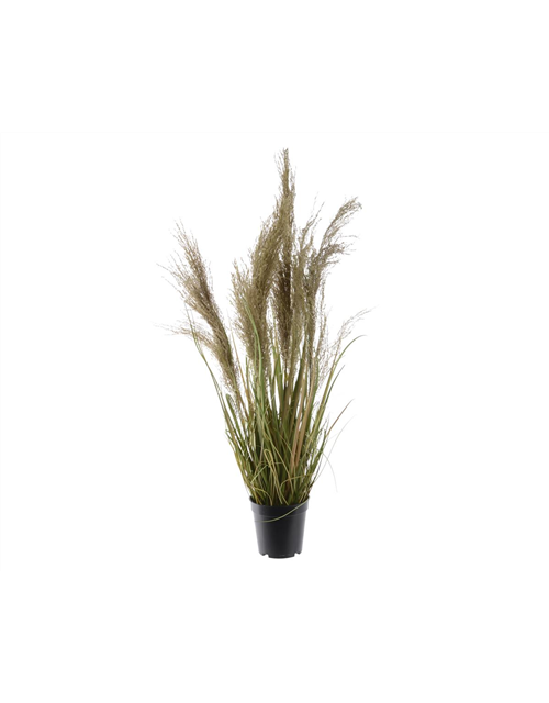 Gras im Topf H 115cm