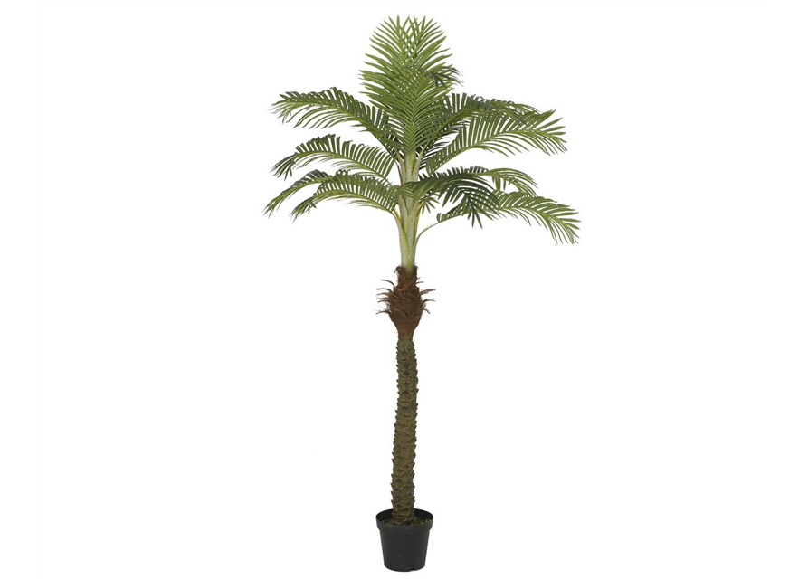 Palme im Topf H 230cm