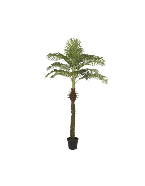 Palme im Topf H 230cm