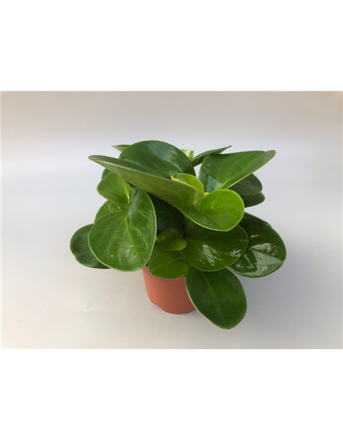 Peperomia obtusifolia Green