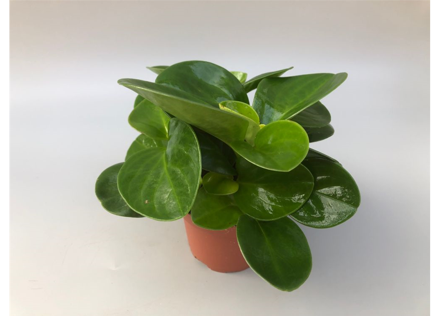 Peperomia obtusifolia Green