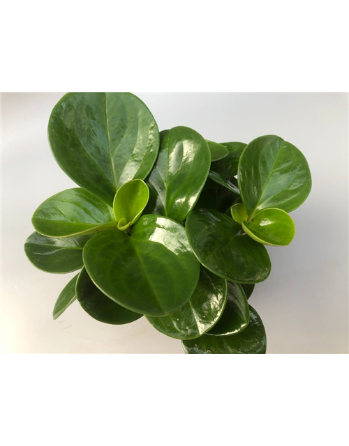 Peperomia obtusifolia Green