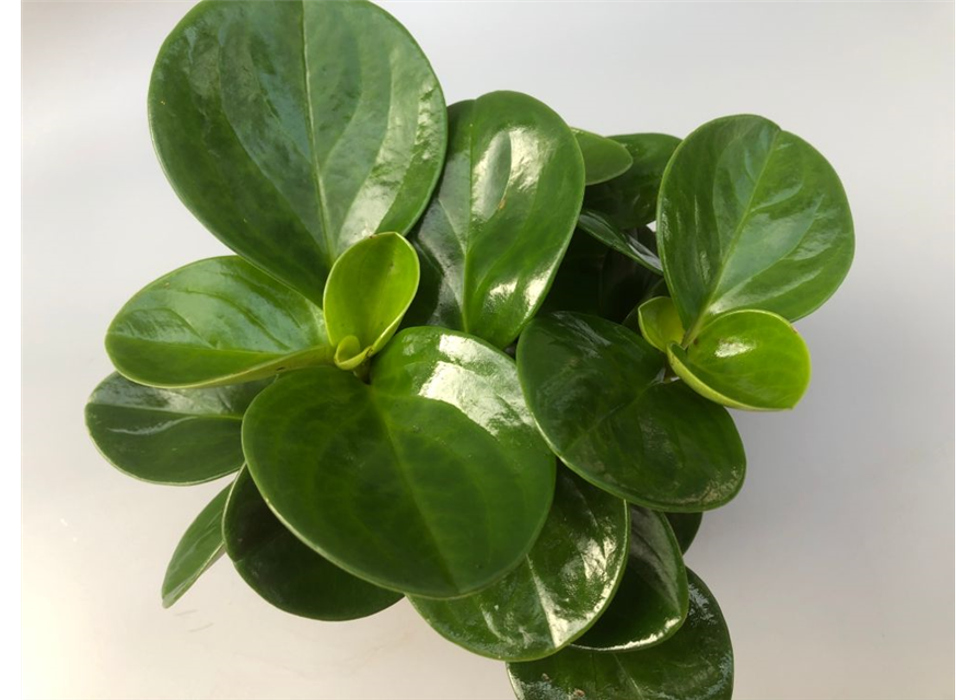 Peperomia obtusifolia Green