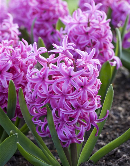 Hyacinthus orientalis Pink Pearl