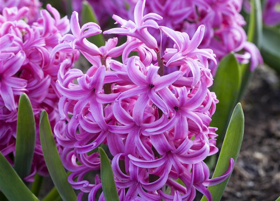 Hyacinthus orientalis Pink Pearl