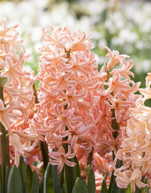 Hyacinthus orientalis Pink Pearl