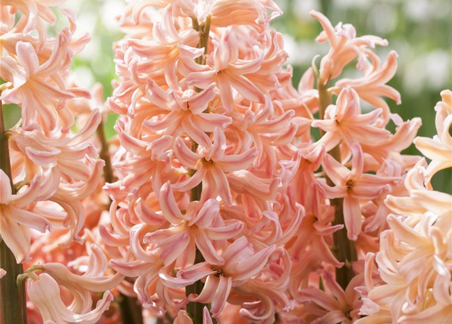 Hyacinthus orientalis Pink Pearl