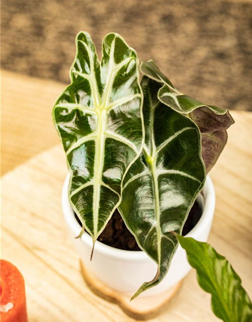 Alocasia amazonica T9