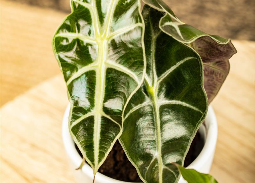 Alocasia amazonica T9