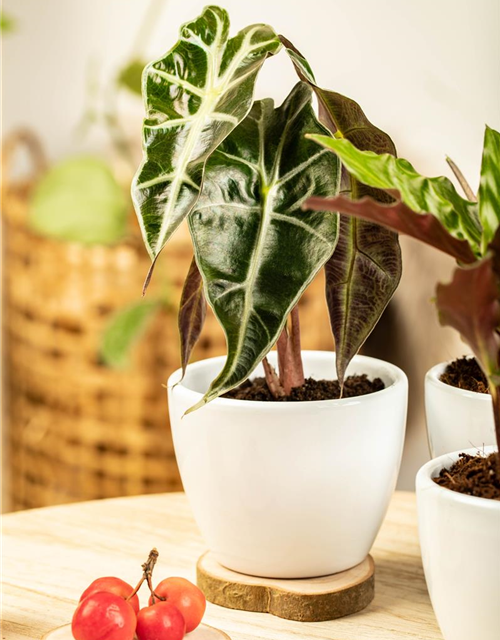 Alocasia amazonica T9