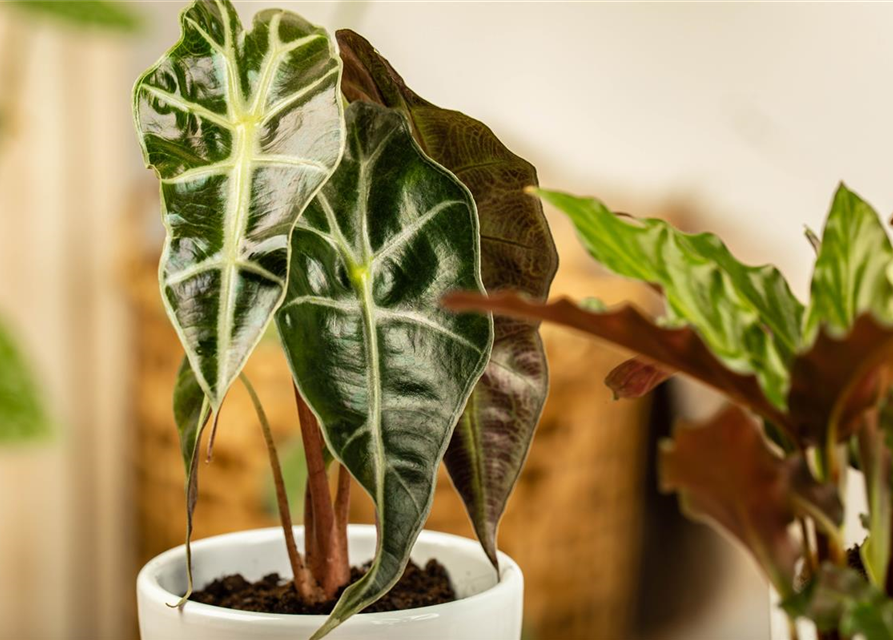 Alocasia amazonica T9