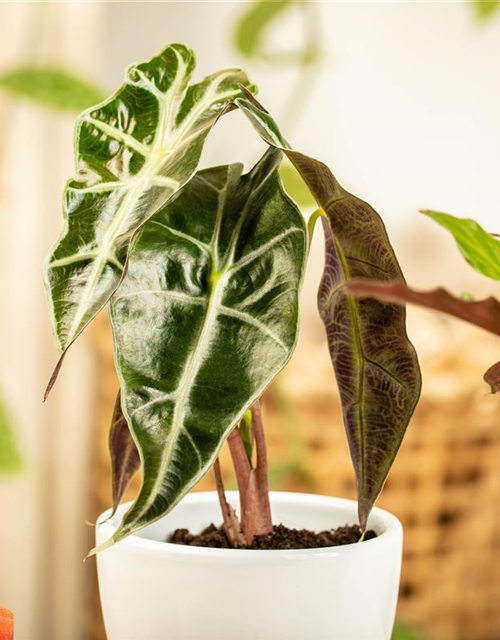 Alocasia amazonica T9