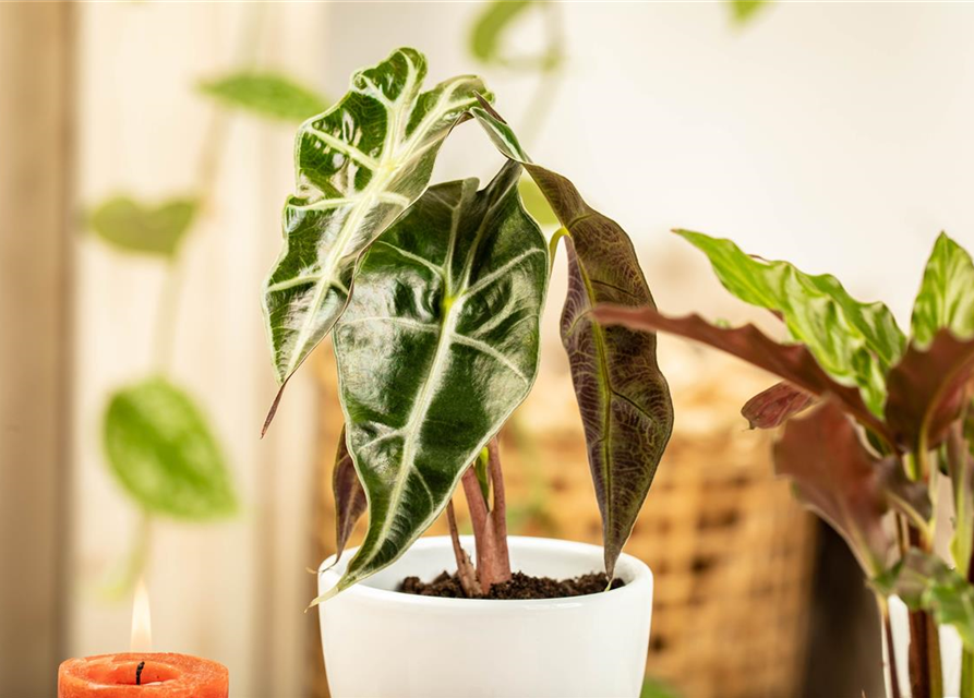 Alocasia amazonica T9