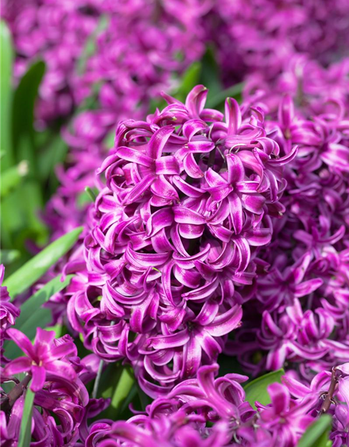 Hyacinthus orientalis Purple Sensation