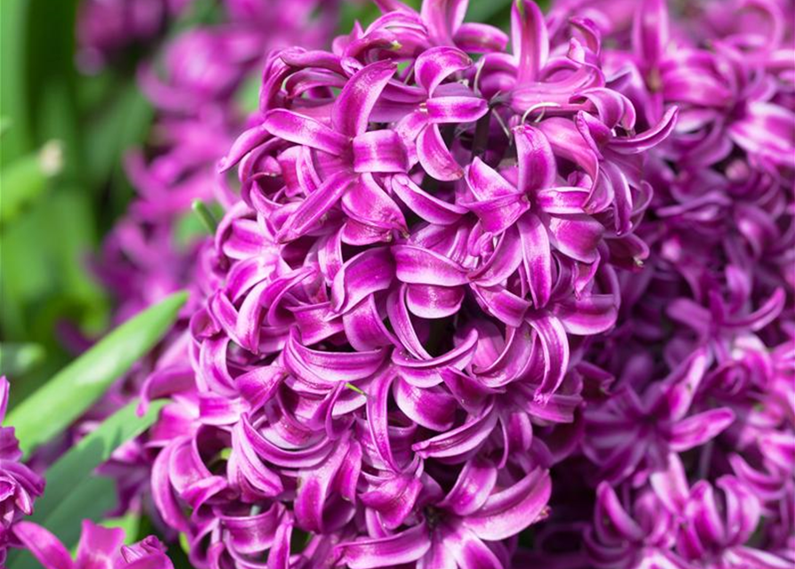 Hyacinthus orientalis Purple Sensation