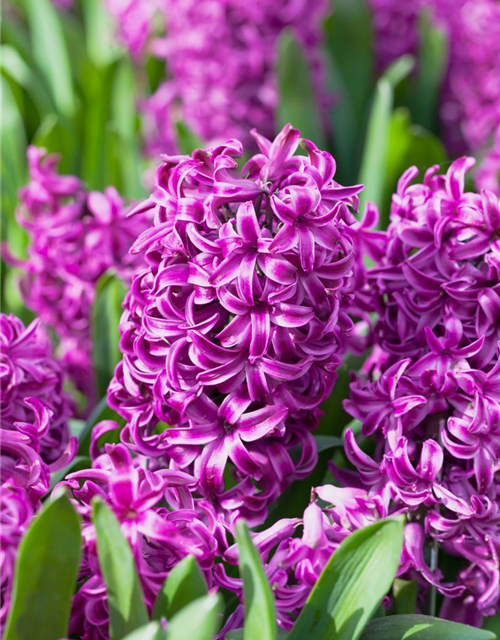 Hyacinthus orientalis Purple Sensation