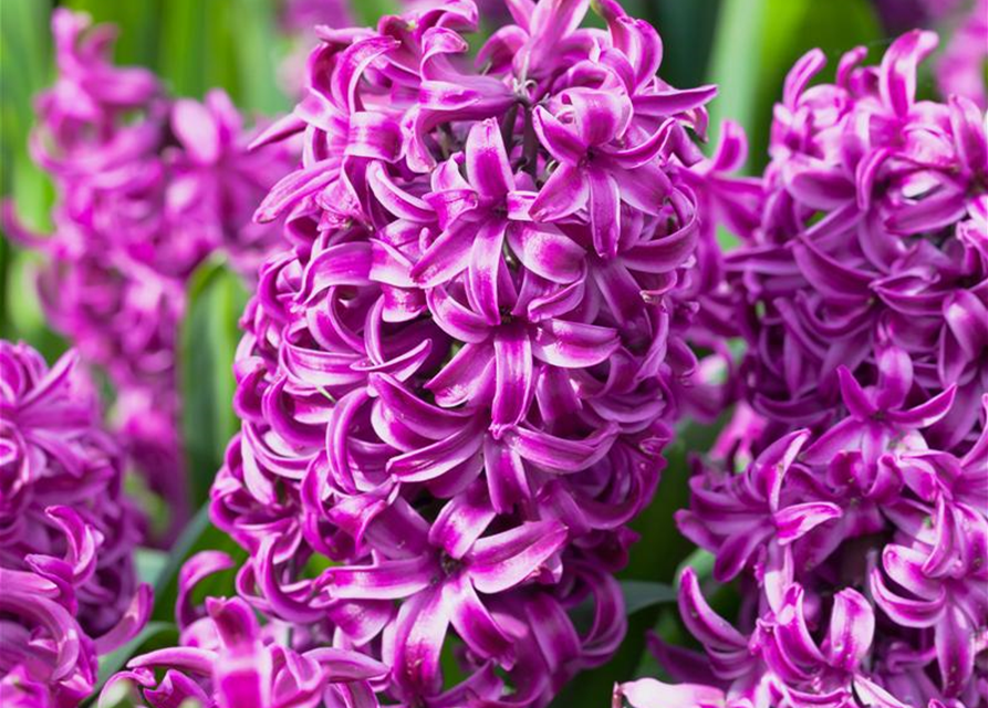 Hyacinthus orientalis Purple Sensation