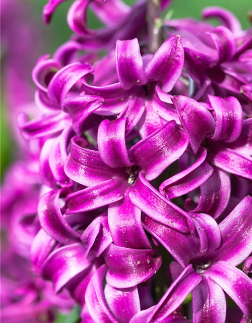 Hyacinthus orientalis Purple Sensation