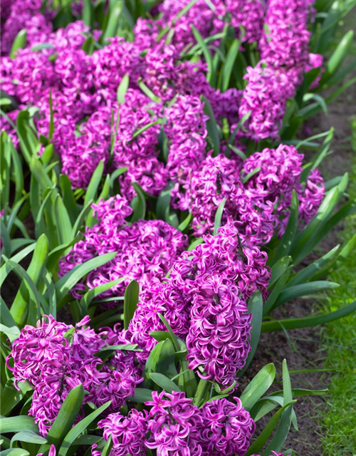 Hyacinthus orientalis Purple Sensation