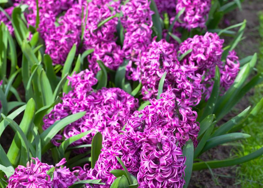 Hyacinthus orientalis Purple Sensation