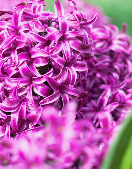 Hyacinthus orientalis Purple Sensation