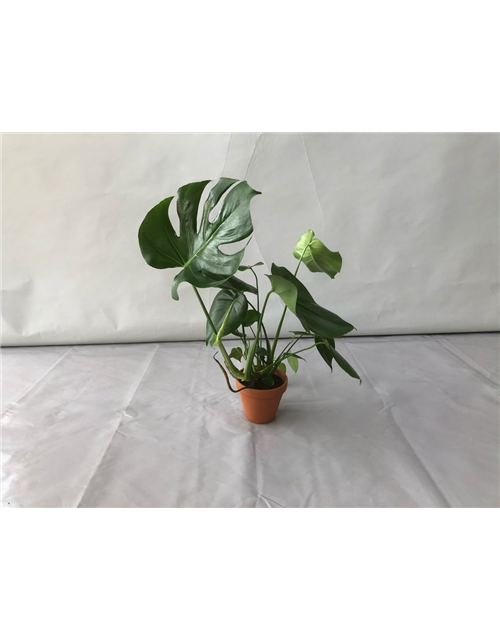 Monstera adansonii