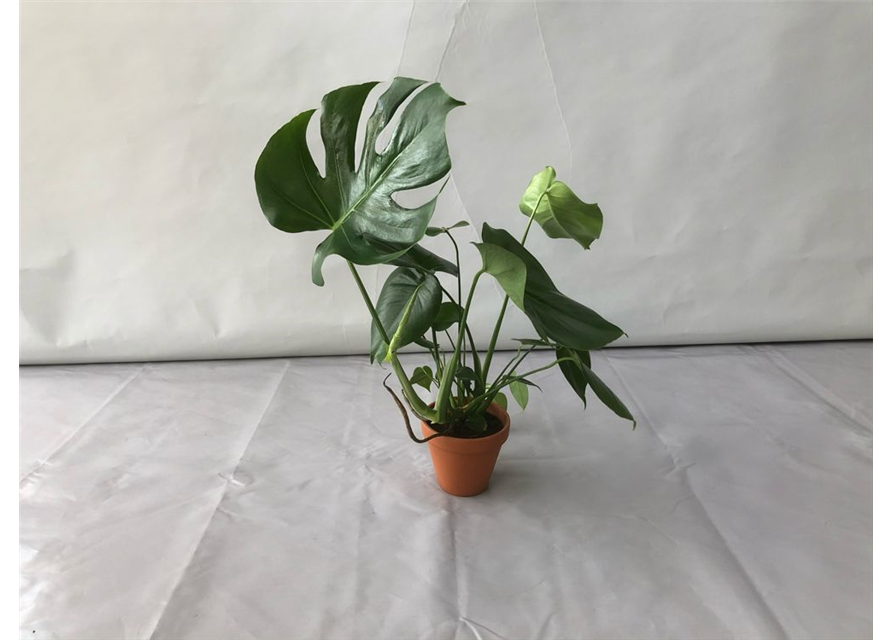 Monstera adansonii