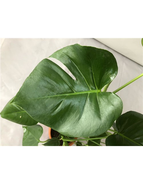 Monstera adansonii