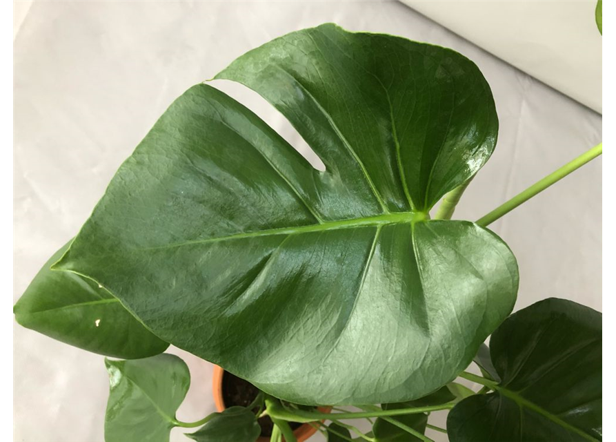 Monstera adansonii