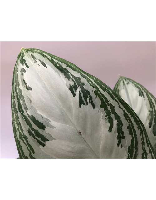 Aglaonema commutatum Silver Bay