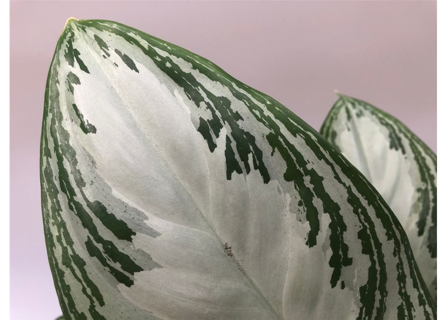 Aglaonema commutatum Silver Bay