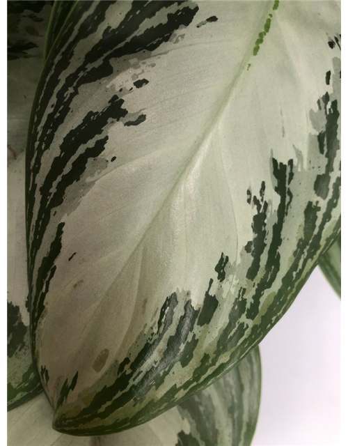 Aglaonema commutatum Silver Bay