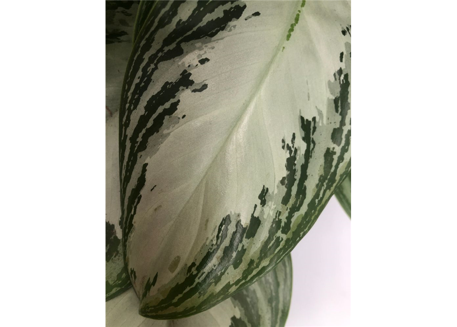 Aglaonema commutatum Silver Bay