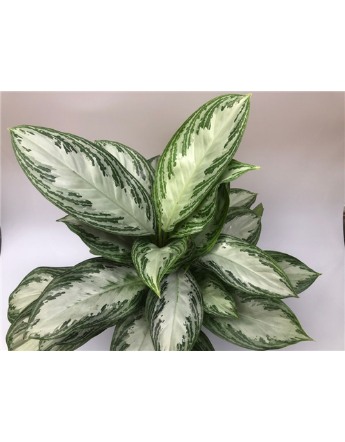 Aglaonema commutatum Silver Bay