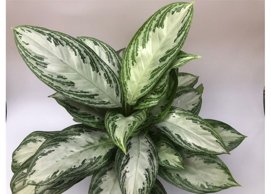 Aglaonema commutatum Silver Bay