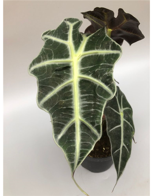 Alocasia amazonica Polly