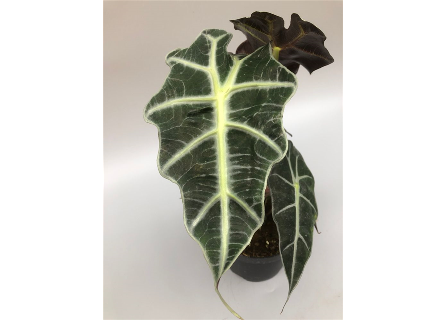 Alocasia amazonica Polly