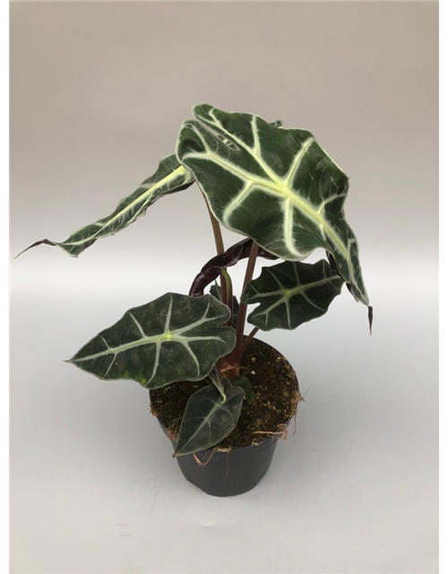 Alocasia amazonica Polly