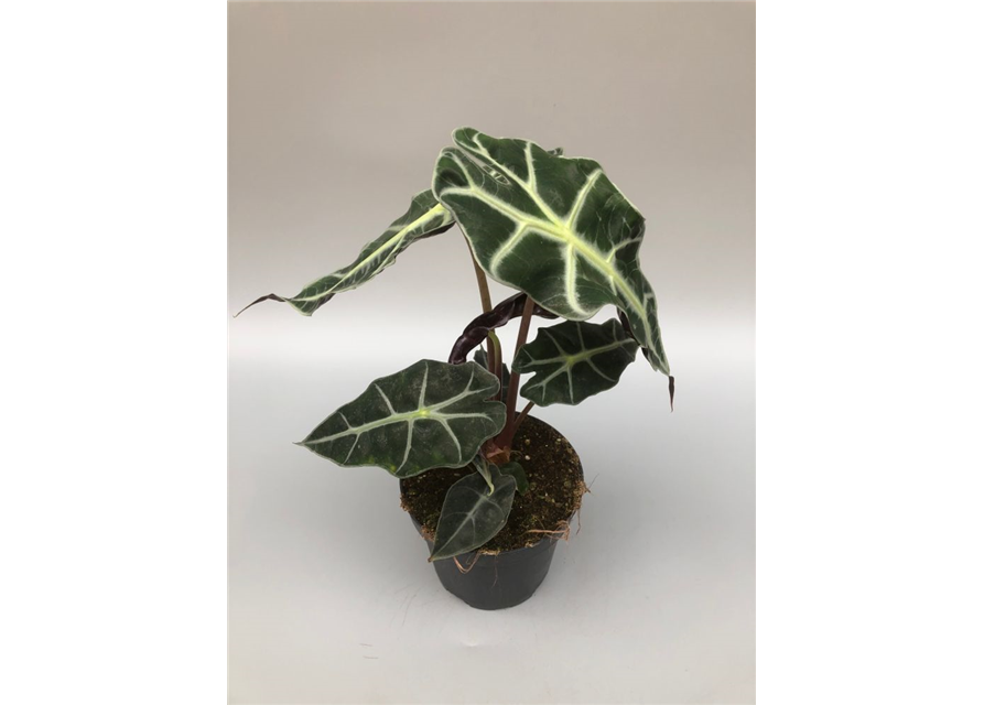 Alocasia amazonica Polly