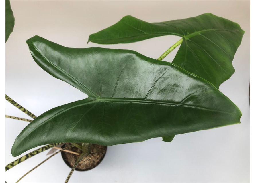 Alocasia amazonica Zebrina